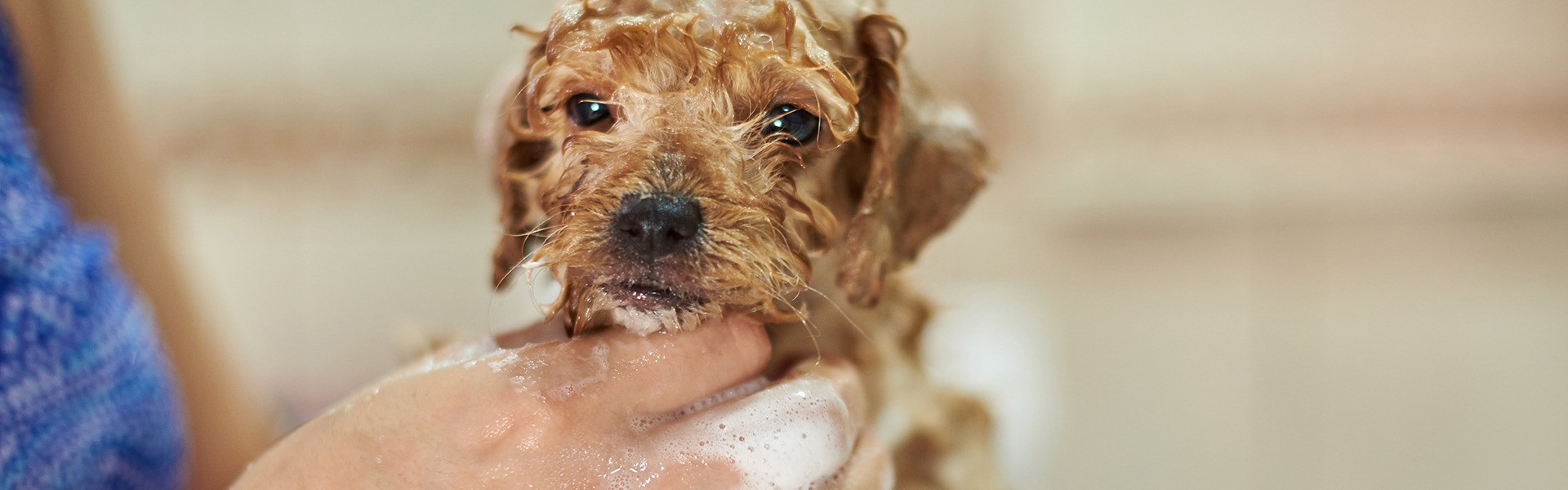 Protect Your Furry Friend: Why Flea and Tick Prevention is a Must for Your Dog's Health - News Directory 3