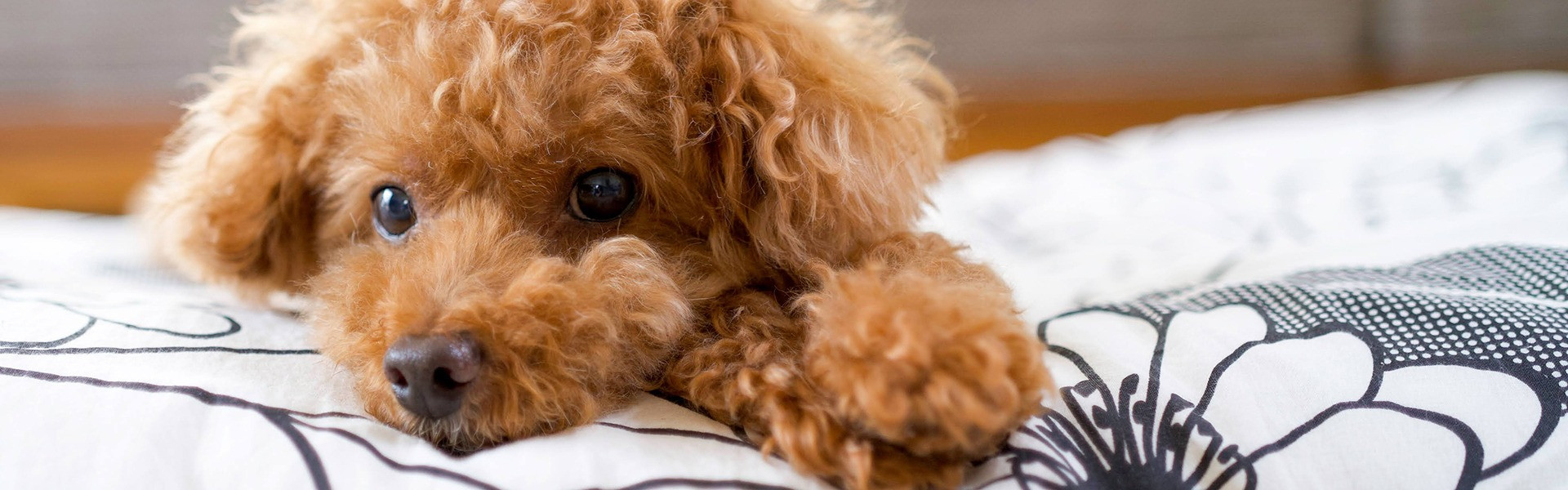 トリミングサロン&ペットホテル Dog Selectのペットホテル写真