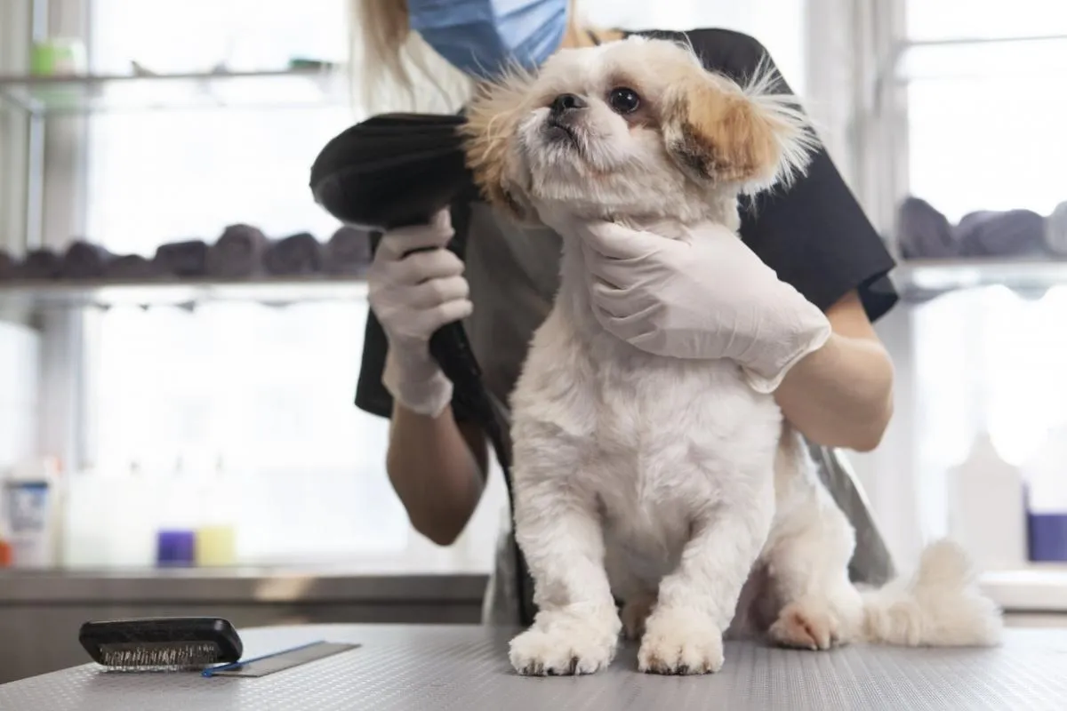 トリミングサロン向け業務用ドライヤーの特徴と家庭用ドライヤーとの比較