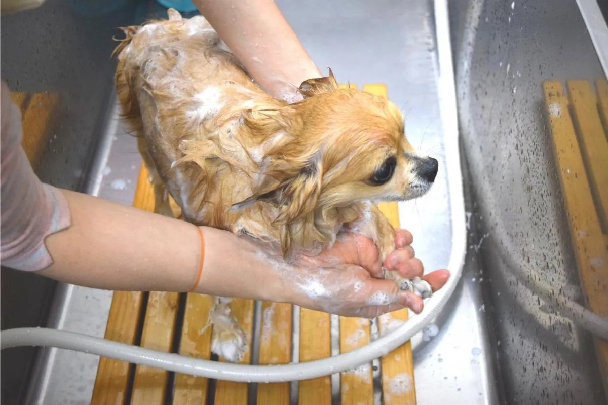 トリミングサロンが教えるシャンプーのおすすめ！プロが教える選び方