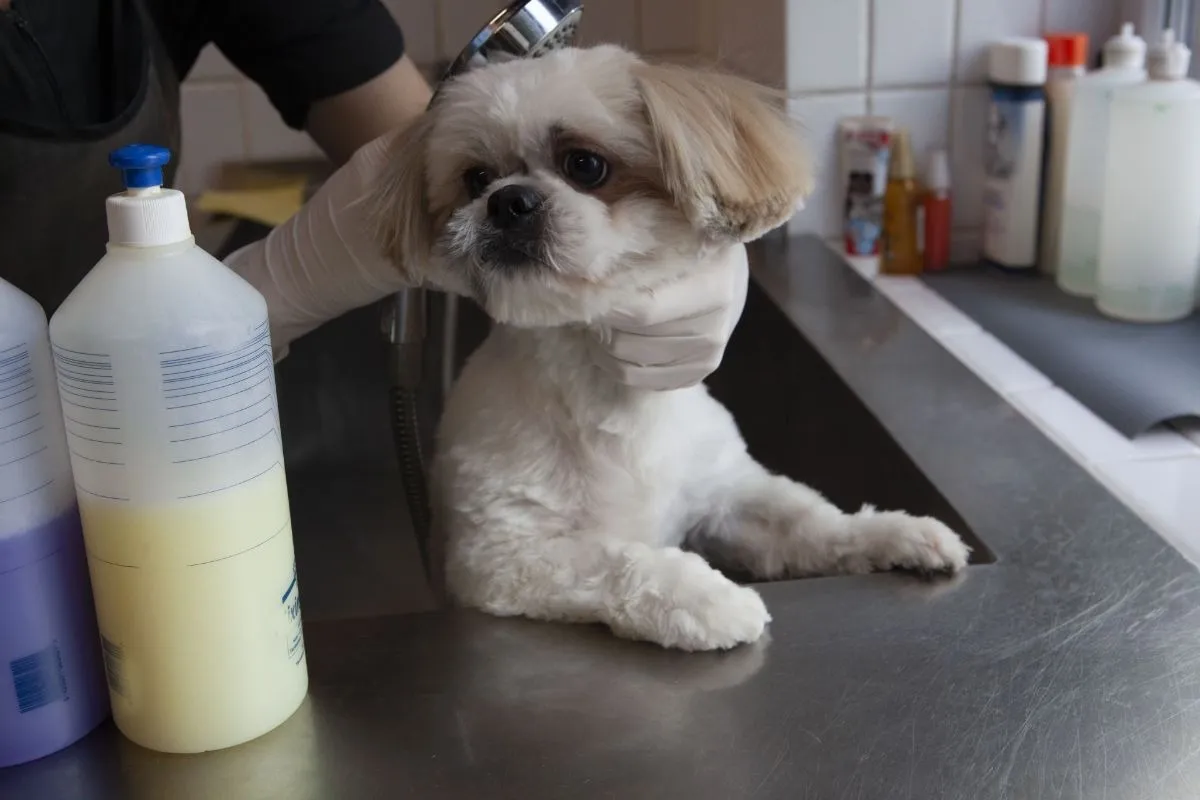 トリミングサロンでの薬用シャンプーって安全？シャンプーの選び方は？