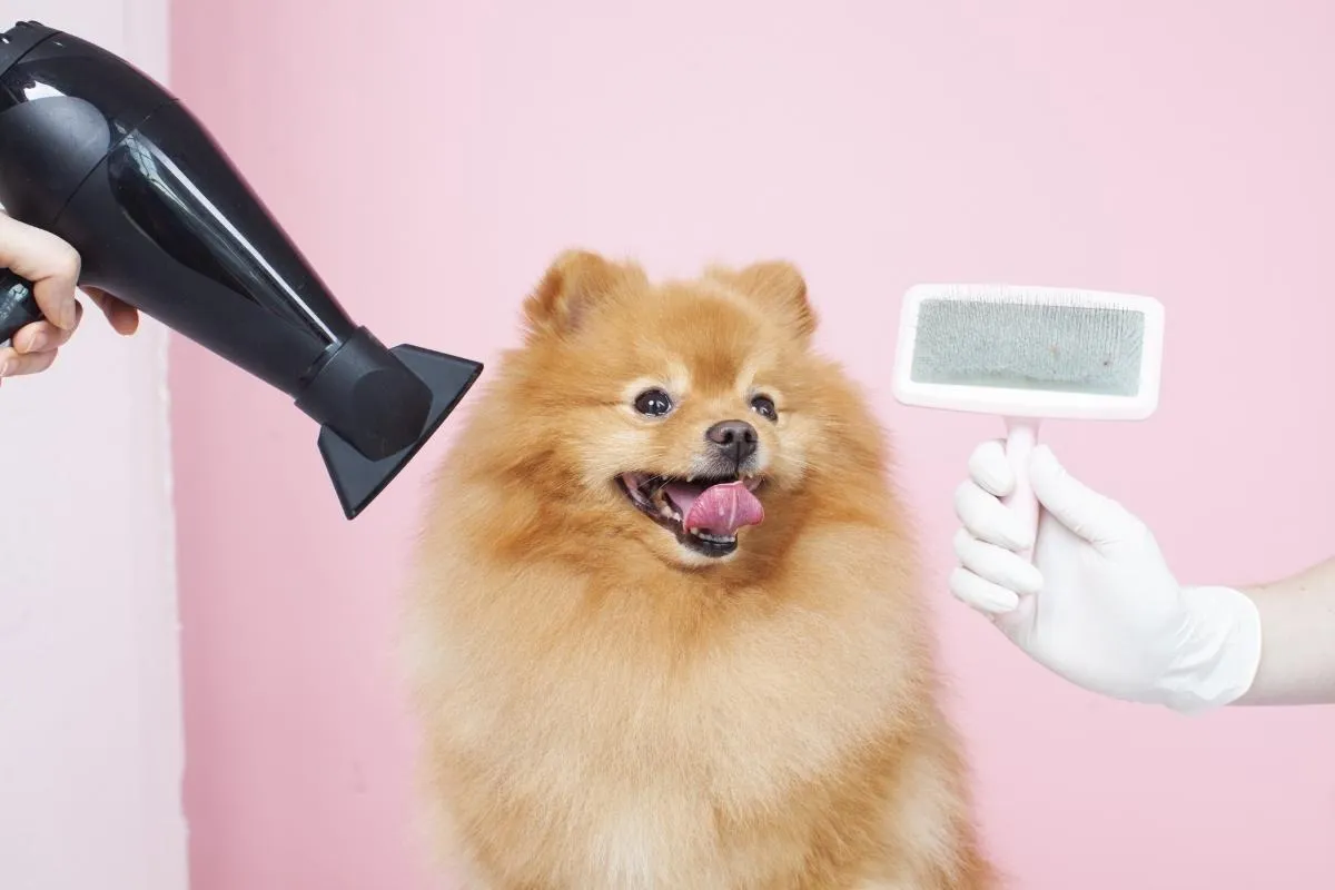 犬のトリミングサロンの選び方！評判の良い店舗選びと失敗しないコツ